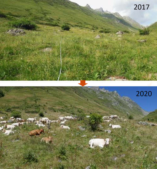 Évolution d'une estive suivie entre 2017 et 2020