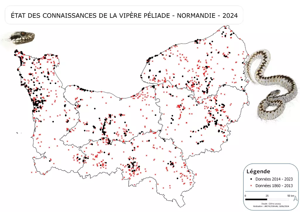 Etat des connaissances de la vipère péliade en Normandie 2024